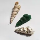 moulage_coquillage_avant-apres.webp